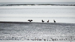 # 60168 > Enrique Abal Oli&uacute;