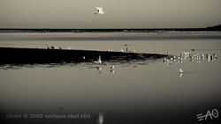 # 62102 > Enrique Abal Oli&uacute;