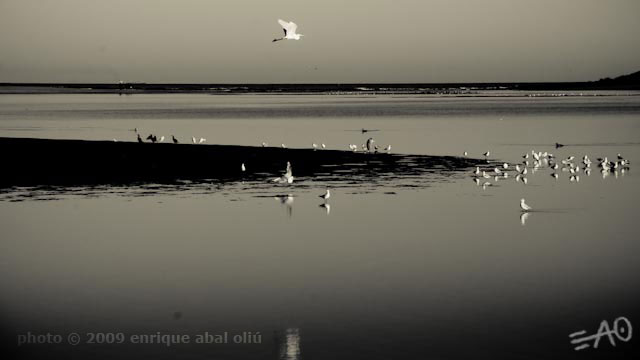 # 62102 > Enrique Abal Oli&uacute;