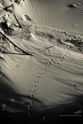 # 63510 > Enrique Abal Oli&uacute;