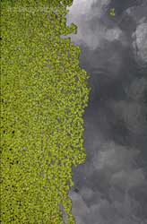 Ed&eacute;n > Cecilia Pereira Alvarez