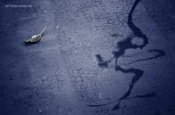 Oto&ntilde;o > Cecilia Pereira Alvarez